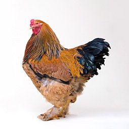 Gallina Brahma